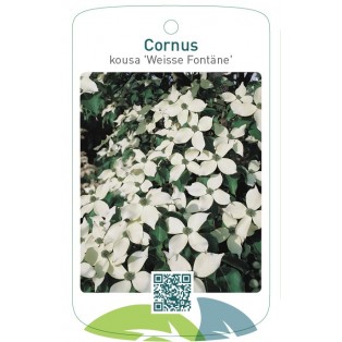 Cornus kousa 'Weisse Fontäne'