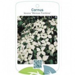Cornus kousa 'Weisse Fontäne'