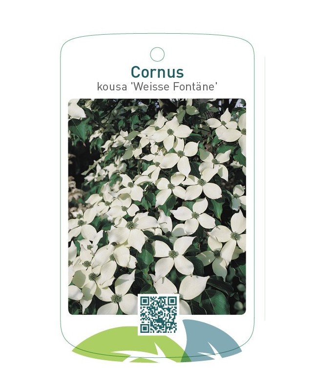 Cornus kousa 'Weisse Fontäne'