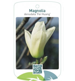 Magnolia denudata 'Fei Huang' Yellow River