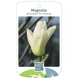 Magnolia denudata 'Fei Huang' Yellow River