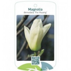 Magnolia denudata 'Fei Huang' Yellow River