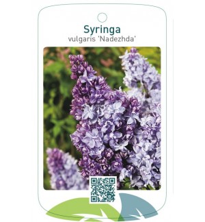 Syringa vulgaris 'Nadezhda'
