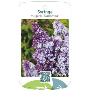 Syringa vulgaris 'Nadezhda'