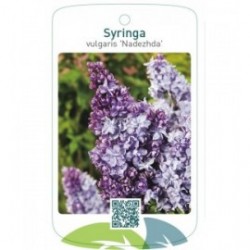 Syringa vulgaris 'Nadezhda'
