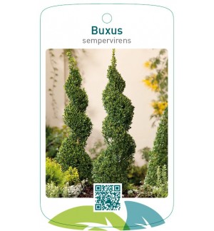 Buxus sempervirens spiraalvormig