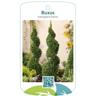 Buxus sempervirens spiraalvormig