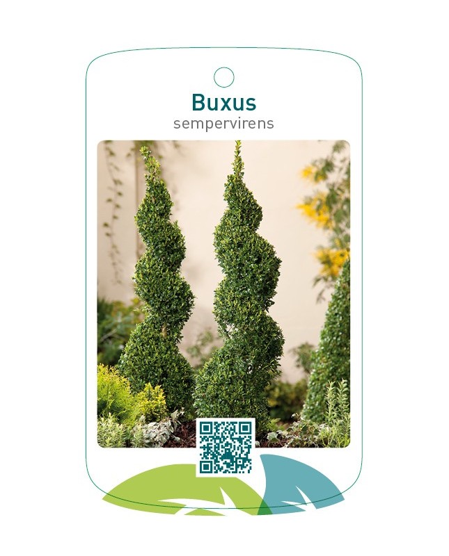 Buxus sempervirens spiraalvormig