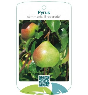 Pyrus communis 'Brederode'