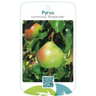 Pyrus communis 'Brederode'