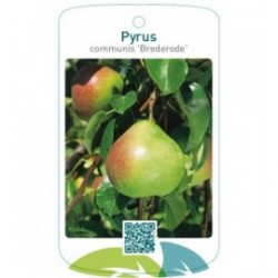Pyrus communis 'Brederode'
