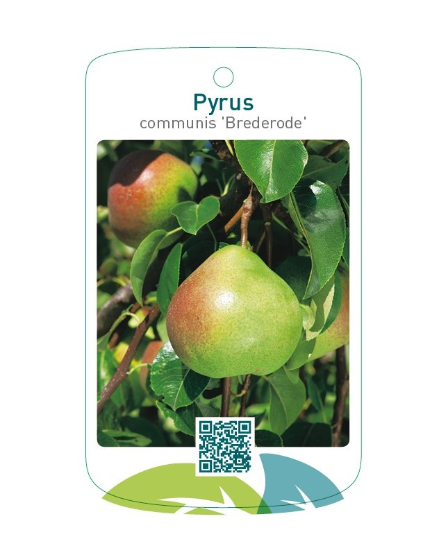 Pyrus communis 'Brederode'