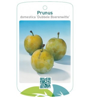 Prunus domestica 'Dubbele Boerenwitte'