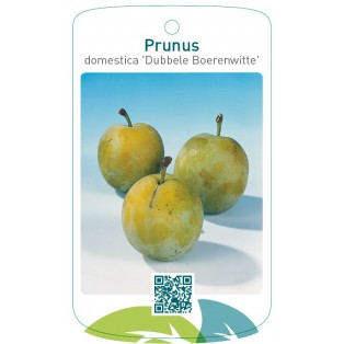 Prunus domestica 'Dubbele Boerenwitte'
