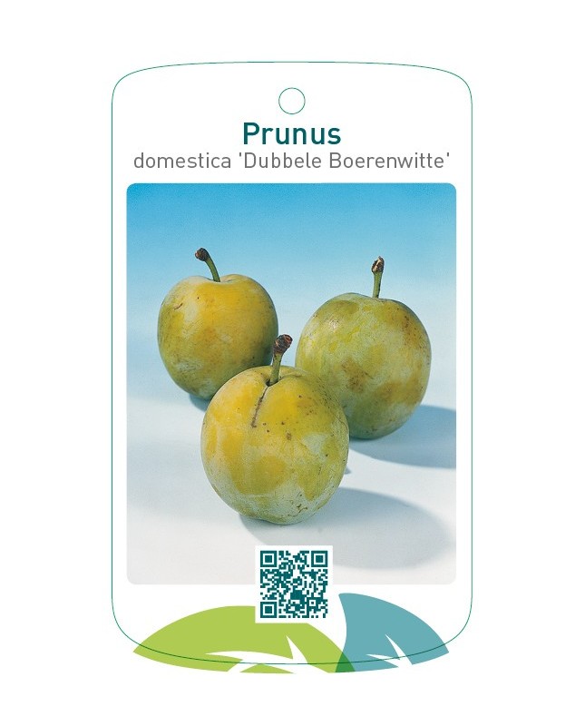 Prunus domestica 'Dubbele Boerenwitte'