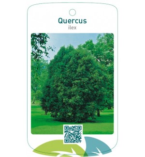 Quercus ilex