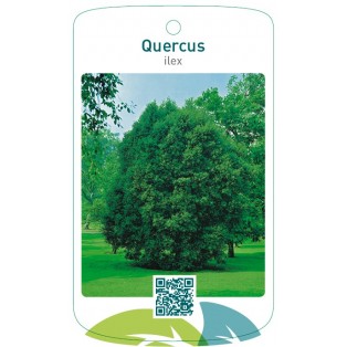 Quercus ilex