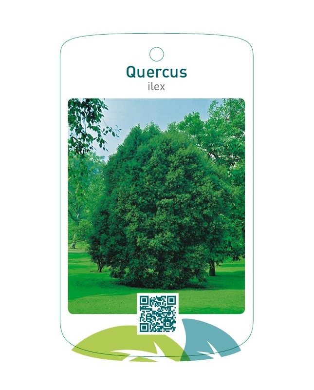 Quercus ilex