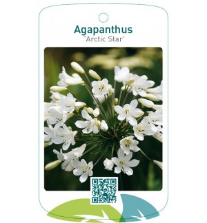 Agapanthus 'Arctic Star'