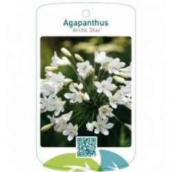 Agapanthus 'Arctic Star'
