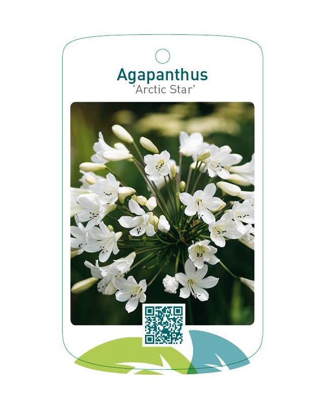 Agapanthus 'Arctic Star'