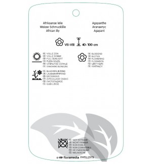 Etichette di Agapanthus 'Arctic Star' *