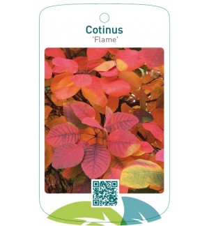 Cotinus 'Flame'