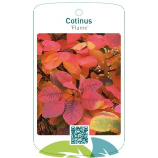 Cotinus 'Flame'