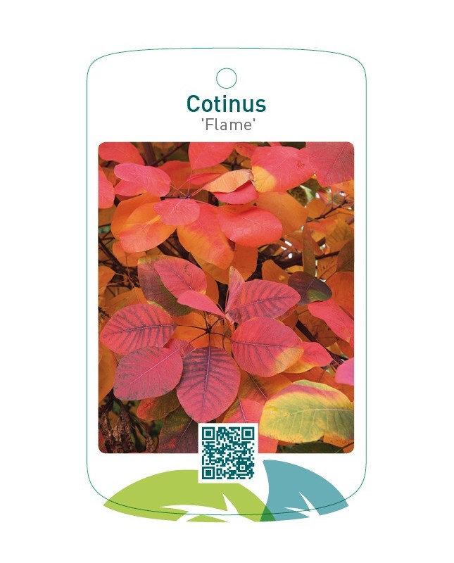 Cotinus 'Flame'