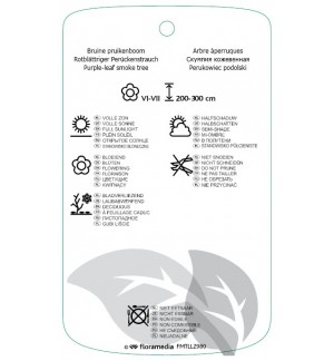 Etichette di Cotinus 'Flame' *