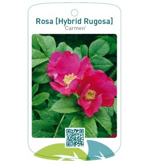 Rosa [Hybrid Rugosa] 'Carmen'