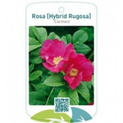 Rosa [Hybrid Rugosa] 'Carmen'