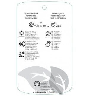 Etichette di Rosa [Hybrid Rugosa] 'Carmen' *