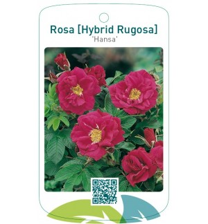 Rosa [Hybrid Rugosa] 'Hansa'