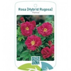Rosa [Hybrid Rugosa] 'Hansa'