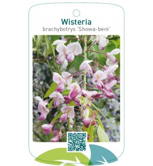Wisteria brachybotrys 'Showa-beni'