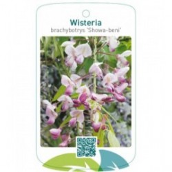 Wisteria brachybotrys 'Showa-beni'