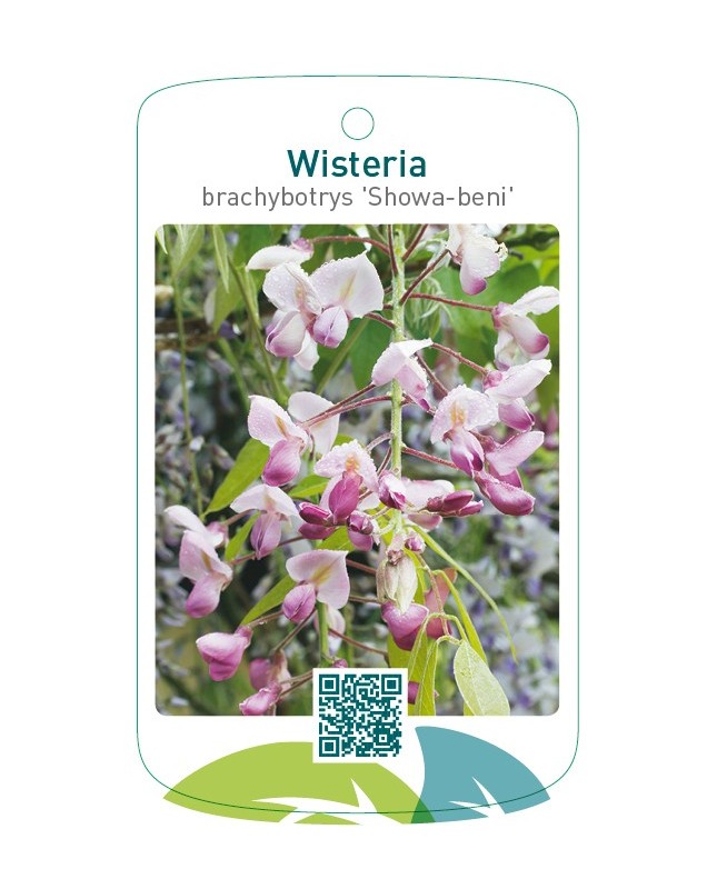 Wisteria brachybotrys 'Showa-beni'