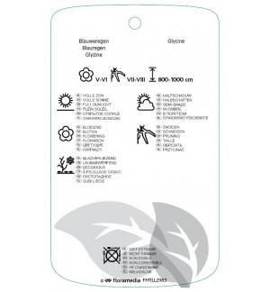 Etichette di Wisteria brachybotrys 'Showa-beni' *