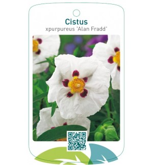 Cistus xpurpureus 'Alan Fradd'