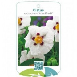 Cistus xpurpureus 'Alan Fradd'