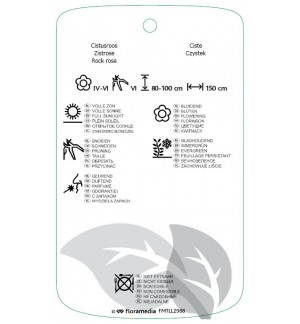 Etichette di Cistus xpurpureus 'Alan Fradd' *