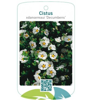 Cistus xdansereaui 'Decumbens'