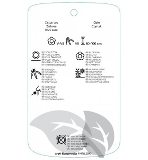 Etichette di Cistus xdansereaui 'dicumbens' *