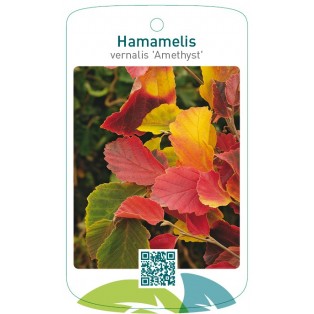 Hamamelis vernalis 'Amethyst'