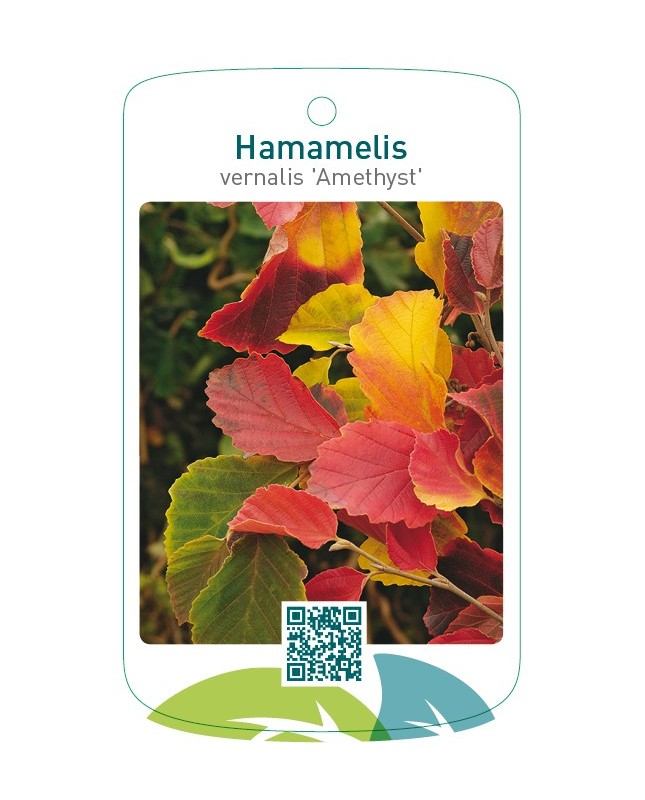 Hamamelis vernalis 'Amethyst'