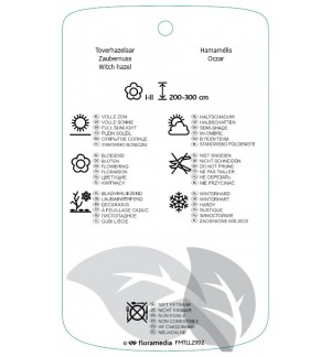 Etichette di Hamamelis vernalis 'Amethyst' *