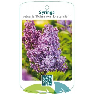 Syringa vulgaris 'Ruhm von Horstenstein'