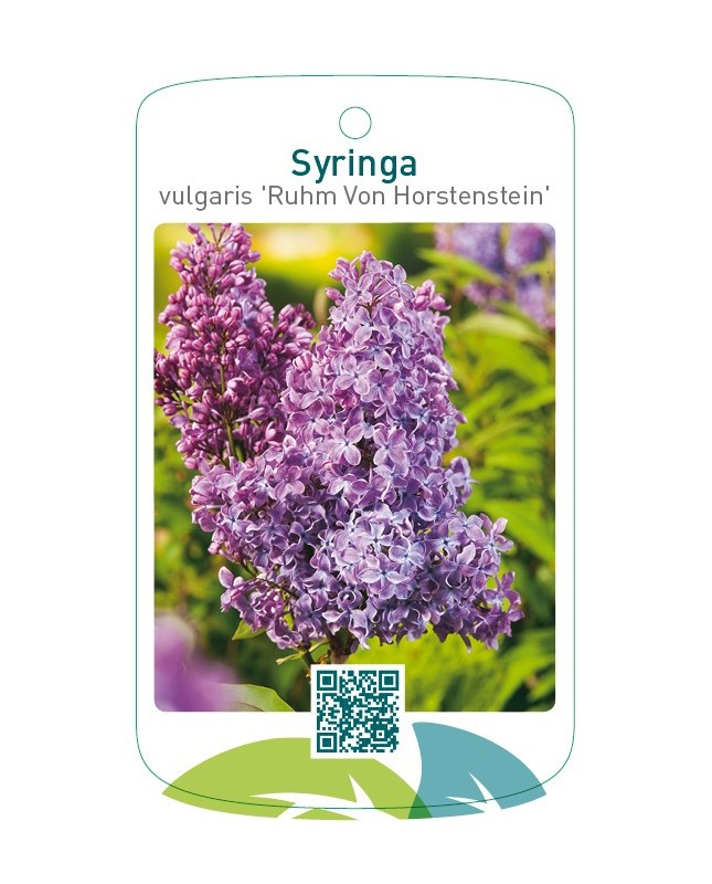 Syringa vulgaris 'Ruhm von Horstenstein'