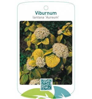 Viburnum lantana 'Aureum'